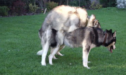 狗的交配视频,揭秘犬类交配行为